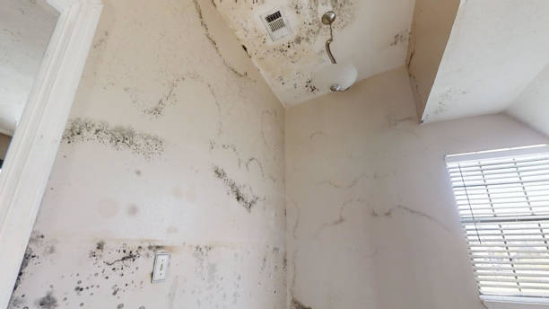 Asbestos and Lead Testing During Mold Inspection in Springs, NY