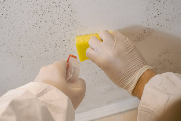 Professional Mold Removal in Springs, NY
